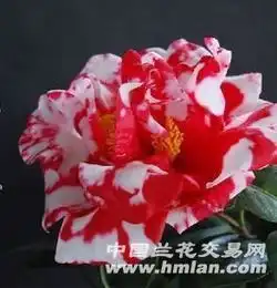  茶花名品,华东十大名品,花牡丹,