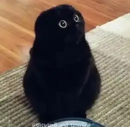  热门内容堆糖,美图壁纸兴趣社区情侣头像,手机壁纸,表情包,头像,高清壁纸,图片,图片下载