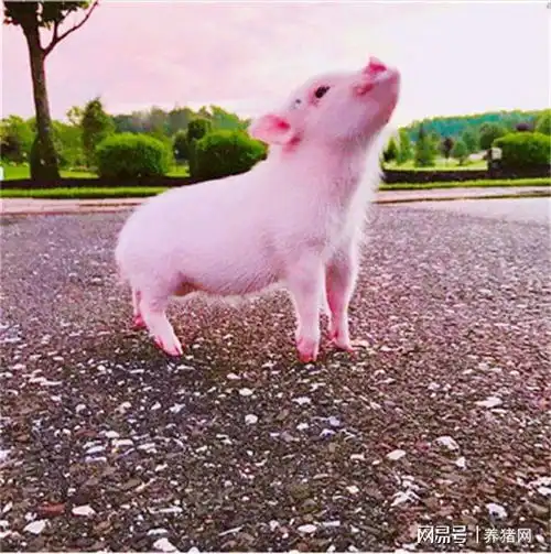  08月20日猪价惨不忍睹2个重要信息,掣肘猪价上涨