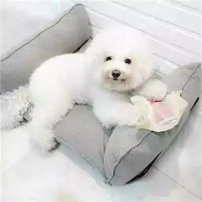  微信头像可爱小天使比熊狗狗头像高清