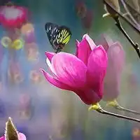  完全的结合花红色,蓝色,黑色好看的qq蝴蝶头像图片大全