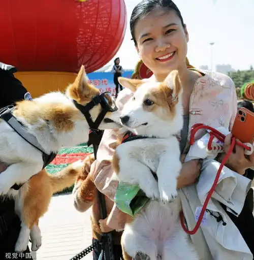  山东潍坊全国首只柯基警犬福仔亮相