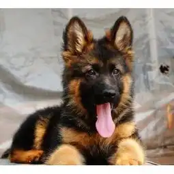 纯种家养德国牧羊犬狼狗,高大威猛服从性强疫苗齐全