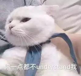  永远不要试图了解一只小猫咪,这刷新了我对猫的三观