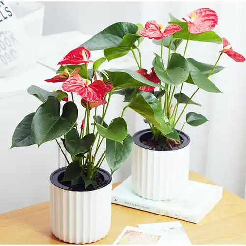  3种盆栽花卉,好养又大气,家里养一盆,旺财也镇宅寓意