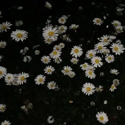  菊花头像大全唯美图片菊花高清微信头像