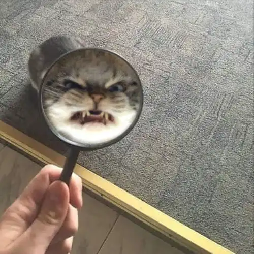  18张猫咪搞笑图片,看了让人想养猫