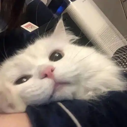 头像可爱猫猫狗狗小动物头像