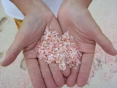  被猪占领的岛禁止人类居住,还有美女一起玩耍