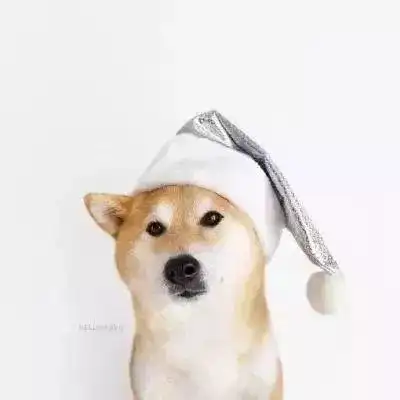  动物头像愿你平安喜乐万事顺遂冬天快乐