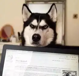  这是一只因表情清冷而走红的哈士奇帅气