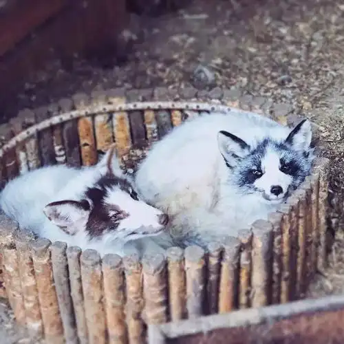  她收养了200多只流浪猫狗,辞职归隐山间只为给动物们一个家