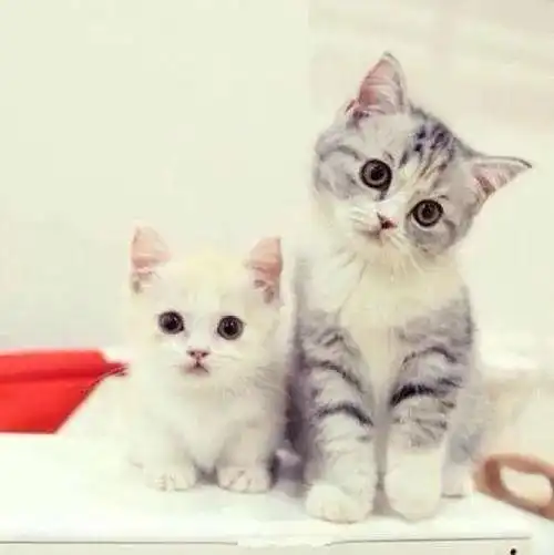 感受到养猫的快乐了是怎么回事,关于感受到养猫的快乐了怎么办的新消息多特软件资讯
