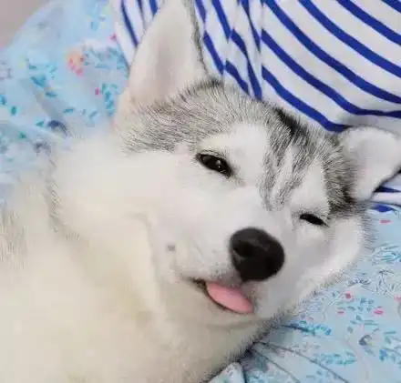  原来哈士奇和二哈的区别,从舌头就可以看出来...