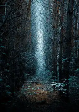  森林图片图源免费点击来源直接获取大图文件夜晚的黑暗森林摄影竖幅森林高清大图