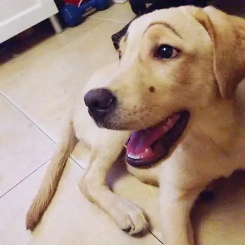  把拉布拉多从小养到大是怎样一种体验