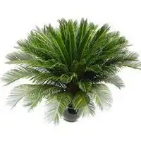  微信头像植物花卉用什么妮称微信头像图片大全