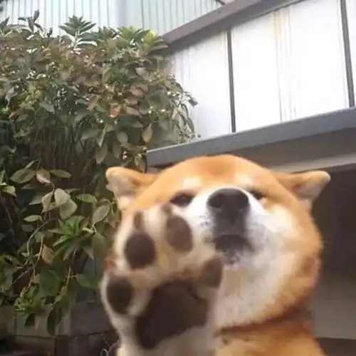  大年初三,请收下萌狗狗们给你的拜年大礼