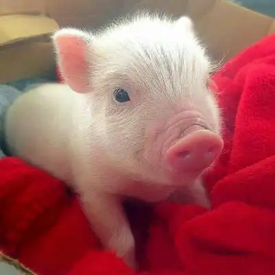  超萌猪头像可爱图片最近很火的猪的图片