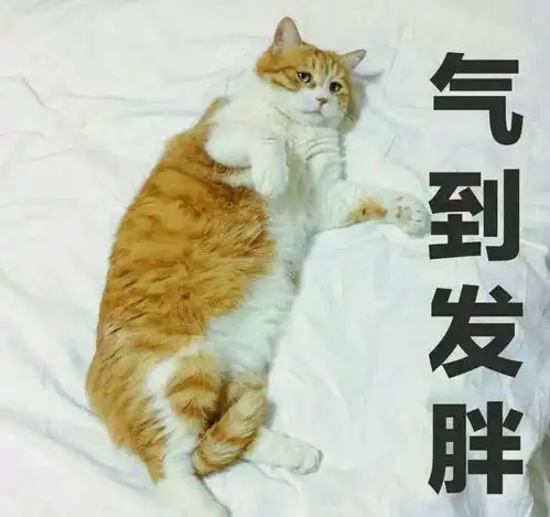  新手养猫,养公猫好还是养母猫好