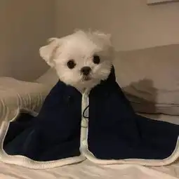  看完这只马尔济斯的日常后,网友哭了这不就是我想要的生活