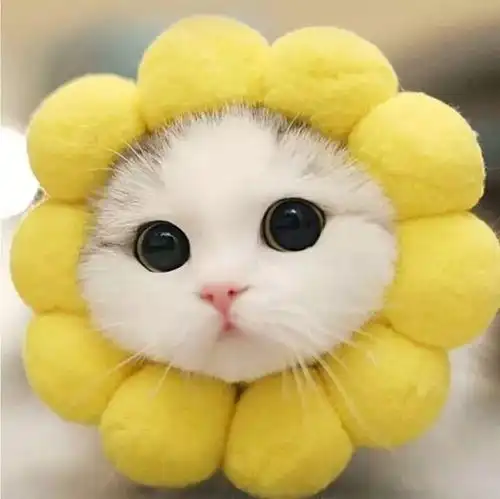  150平大三居次卧1.9k出租次卧半张床1.6k,你pick哪一个