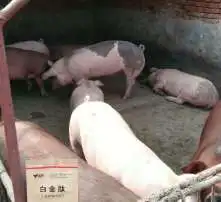  黄页88高清图片