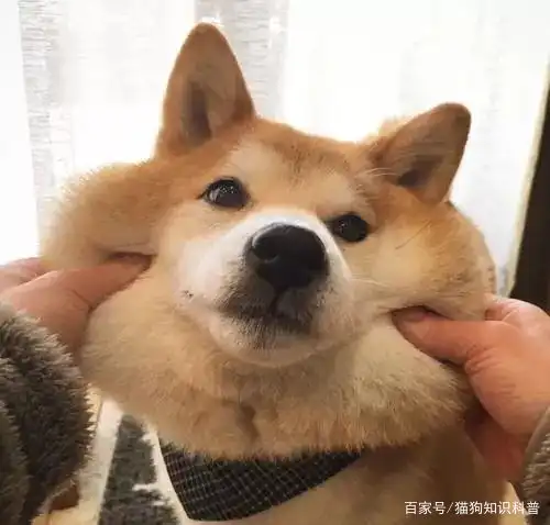 菲尔顿宠物狗狗只吃狗粮是否太过单一