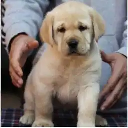  太原哪里有卖拉布拉多太原纯种拉布拉多价格太原出售拉布拉多多少钱