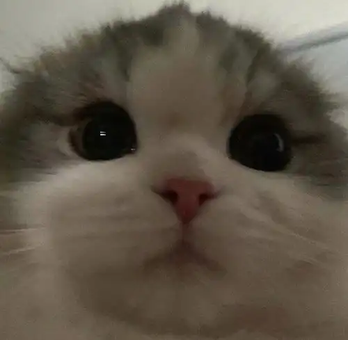 小猫咪怼脸照真的是任何角度都无限的可爱鸭