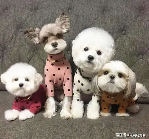  各位宠主,教你五步调教出温顺的狗狗,养狗必看