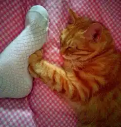  喵星人说猫爸不许说我好色我和猫妈妈亲密无间