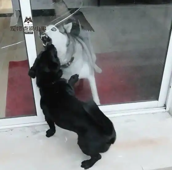 哈士奇隔着玻璃和田园犬吵架,网友打开门这货就怂了