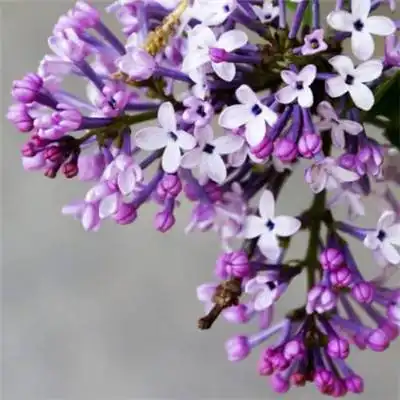  脾气不好,却让男人一辈子疼爱的三大生肖女,一生大富大贵