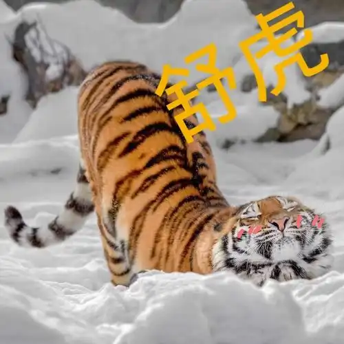  大自然中有灵性的动物们