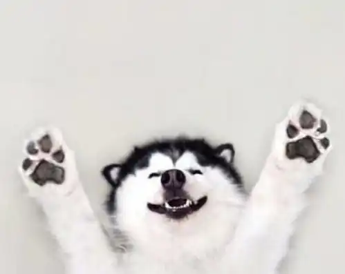  你见过萌宠天使的微笑吗分分钟被治愈