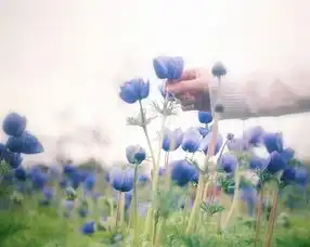  插画心语最痛苦的并不是失去,而是你得到以后并不快乐