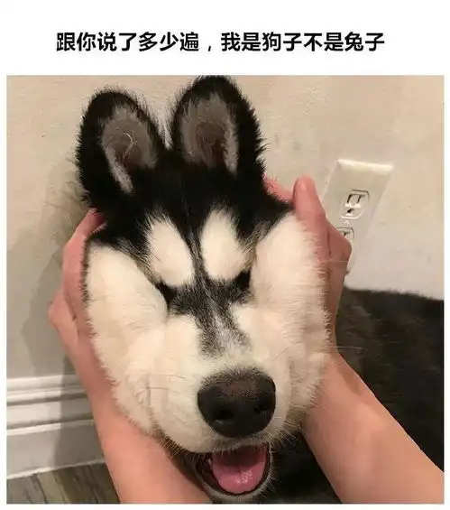  听说铲屎官都干过这事儿...