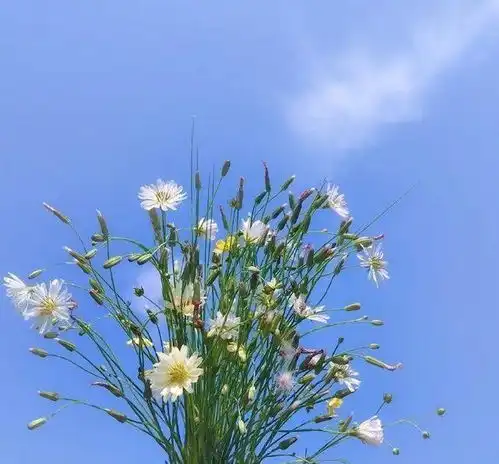  阳光积极向上的早安心语,精致大气