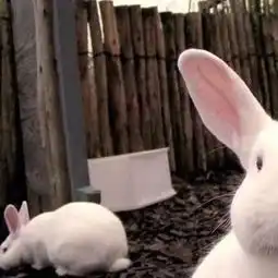  哈哈哈哈,这期情侣头像太好笑了是时候收藏的一些沙雕情侣头像,就等一个有趣的灵魂伴侣收藏这么多,对象呢灌篮高手超清壁纸青春