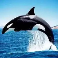  虎鲸头像唯美可爱的虎鲸头像