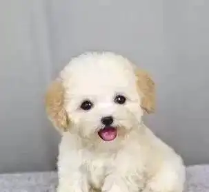  如果选一个邻居,你会选养狗的邻居还是讨厌狗的人做邻居