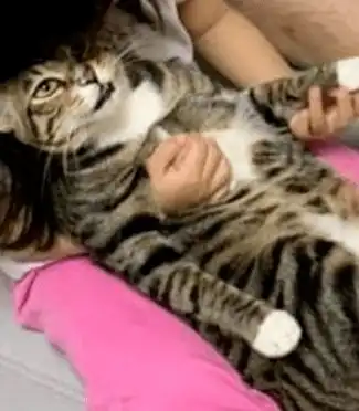  小女孩抱猫一起听英文故事,猫满脸呆滞听不懂