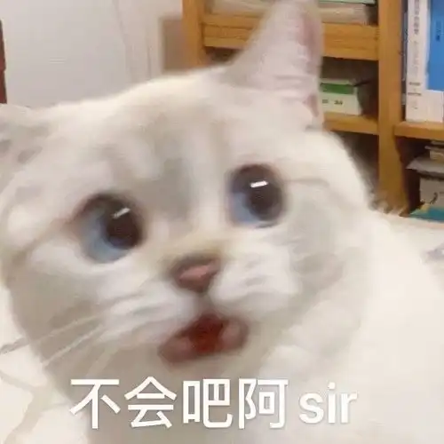 关于猫的喝水问题
