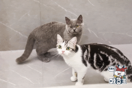  玻璃房高空夜景花海圣诞跨年必去约会餐厅都在这,情侣必收藏