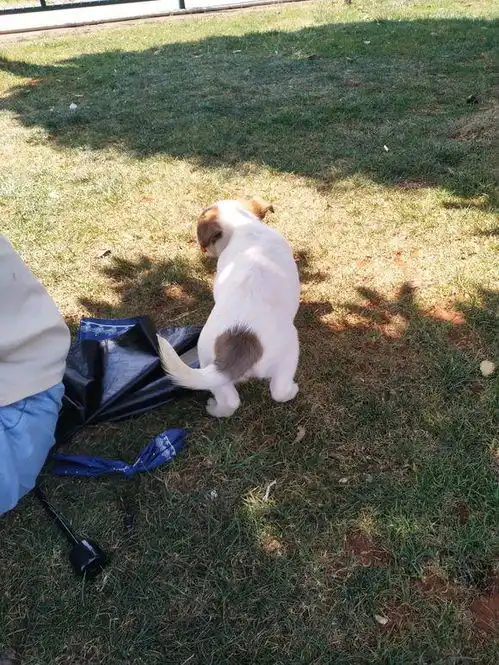  女孩一时心情大好领回家里只流浪狗,谁知带回家不到两天就想送人