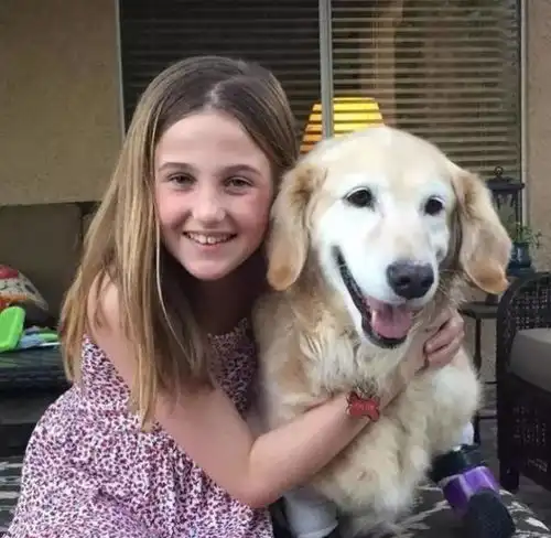  狗肉场死里逃生四肢被截,它从金毛变柯基,却用笑容治愈所有人