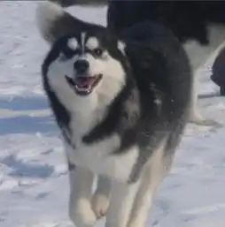  地球最北的精灵阿拉斯加雪橇犬,他可不是二货哈士奇