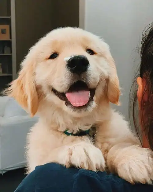  小金毛可爱萌图高清无水印金毛头像纯种金毛幼犬图片