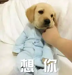  狗狗把屁股对着你,是信任你的表现